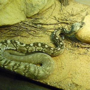 Oklahoma City Zoo - Herpetarium