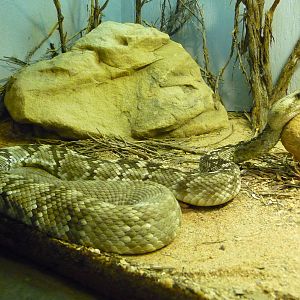 Oklahoma City Zoo - Herpetarium