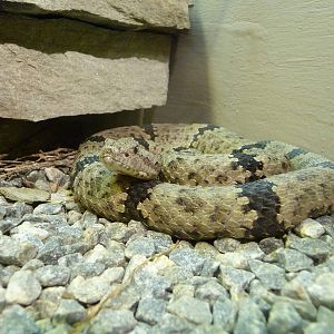 Oklahoma City Zoo - Herpetarium