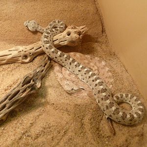 Oklahoma City Zoo - Herpetarium