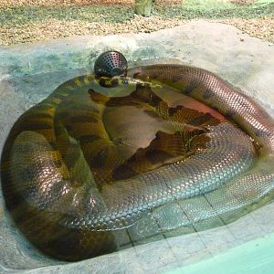 Oklahoma City Zoo - Herpetarium