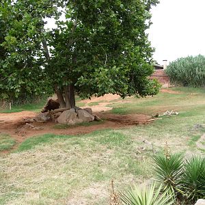 Oklahoma City Zoo - Black Rhino Paddock
