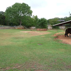 Oklahoma City Zoo - Indian Rhino Paddock