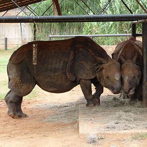 Oklahoma City Zoo - Indian Rhinos