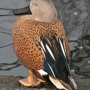 Male Red Shoveller - Twycross 2006
