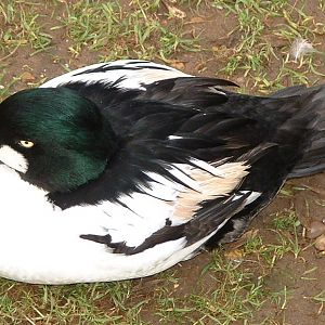 Male Common Goldeneye - Twycross 2006