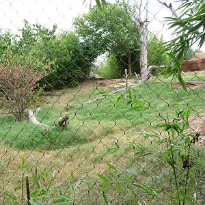 Oklahoma City Zoo - Sumatran Tiger Exhibit