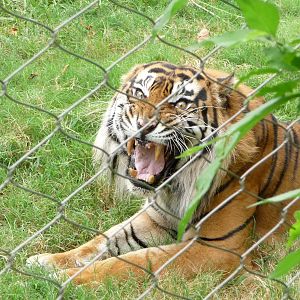 Oklahoma City Zoo - Sumatran Tiger
