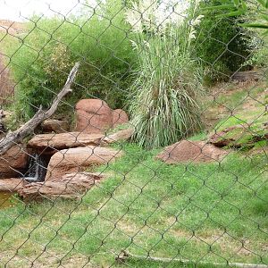 Oklahoma City Zoo - Sumatran Tiger Exhibit