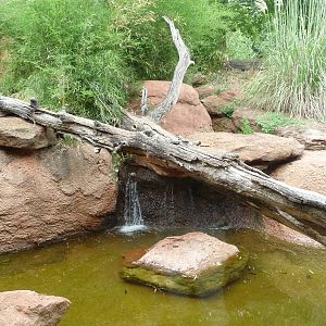 Oklahoma City Zoo - Sumatran Tiger Exhibit