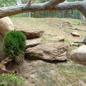 Oklahoma City Zoo - Caracal Exhibit