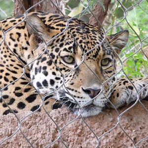 Oklahoma City Zoo - Jaguar