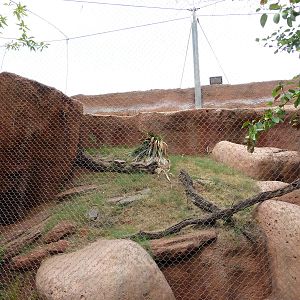 Oklahoma City Zoo - Ocelot Exhibit