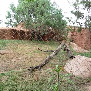 Oklahoma City Zoo - Jaguar Exhibit