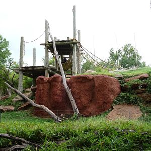 Oklahoma City Zoo - Gorilla Exhibit
