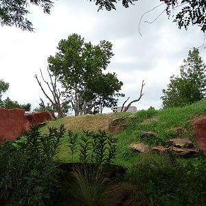 Oklahoma City Zoo -  Chimpanzee Exhibit
