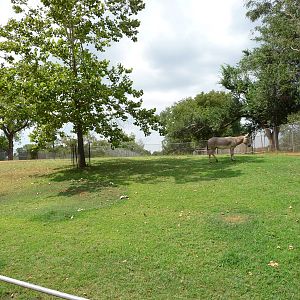 Oklahoma City Zoo -  Somali Wild Ass Paddock