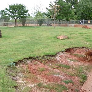 Oklahoma City Zoo - Kangaroo yard