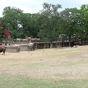 Oklahoma City Zoo - Bison/Pronghorn Paddock