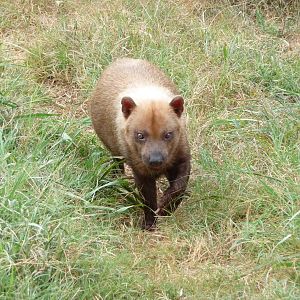 Oklahoma City Zoo -  Bush Dog