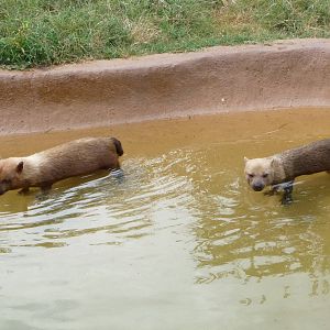 Oklahoma City Zoo -  Bush Dogs