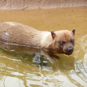 Oklahoma City Zoo -  Bush Dog