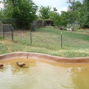 Oklahoma City Zoo -  Bush Dogs