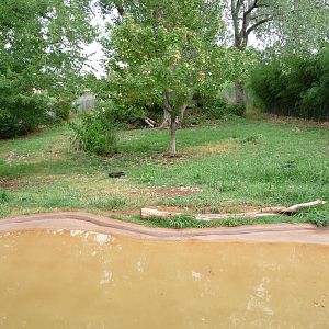 Oklahoma City Zoo -  Bush Dog Exhibit