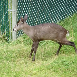 Oklahoma City Zoo - Tufted Deer