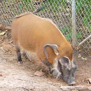 Oklahoma City Zoo - Red River Hog