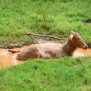 Oklahoma City Zoo -  Pere Davids Deer