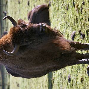 European bison (wissent)