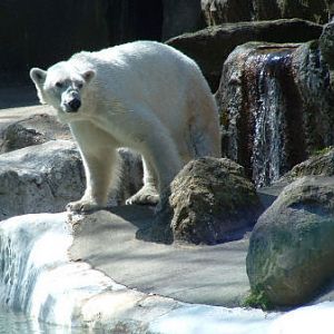 Bronx Polar Bear