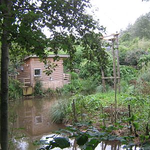 Orangutan Island & Lemur Wood