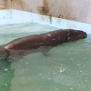 Oklahoma City Zoo - Pygmy Hippo