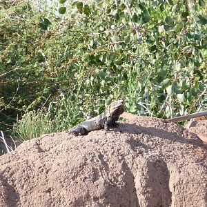 Arizona-Sonora Desert Museum - Wild Lizard