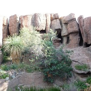 Arizona-Sonora Desert Museum - Cougar Exhibit
