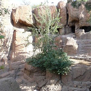 Arizona-Sonora Desert Museum - Cougar Exhibit