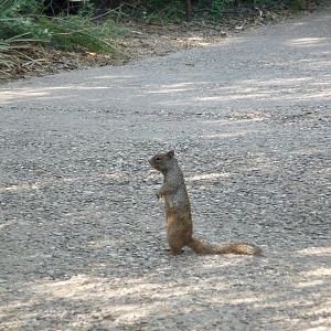 Arizona-Sonora Desert Museum - Ground Squirrel
