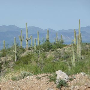 Arizona-Sonora Desert Museum - Inside the zoo