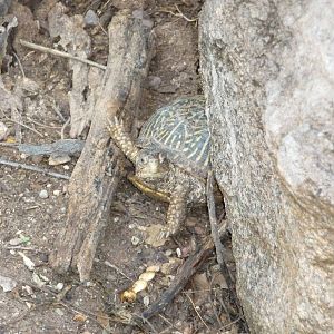 Arizona-Sonora Desert Museum - Desert Tortoise