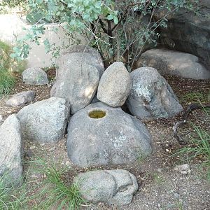 Arizona-Sonora Desert Museum - Tortoise Exhibit