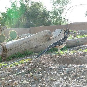 Arizona-Sonora Desert Museum - Prairie Dog Exhibit