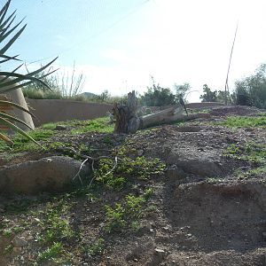 Arizona-Sonora Desert Museum - Prairie Dog Exhibit