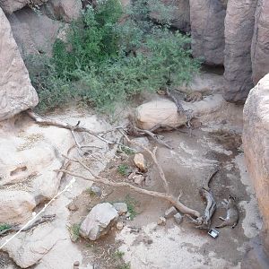 Arizona-Sonora Desert Museum - Bobcat Exhibit
