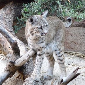 Arizona-Sonora Desert Museum - Bobcat