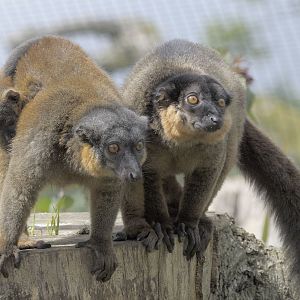 Collared lemurs at Burford