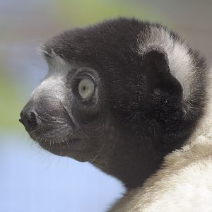 Crowned sifaka at Burford