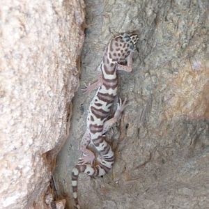Arizona-Sonora Desert Museum - Gecko