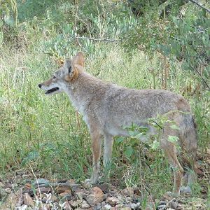 Arizona-Sonora Desert Museum - Coyote